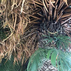 Cycas circinalis