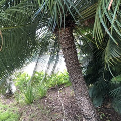 Cycas circinalis