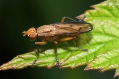 Tetanocera elata