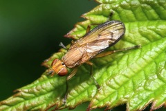 Tetanocera elata