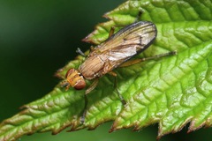 Tetanocera elata