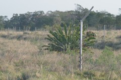 Encephalartos altensteinii