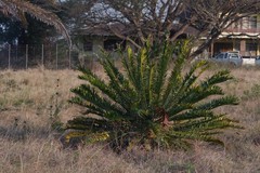 Encephalartos altensteinii