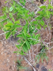 Strychnos cocculoides