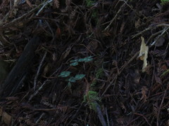 Oxalis