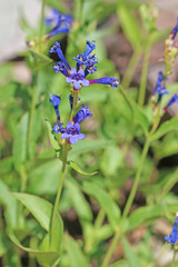 Penstemon watsonii