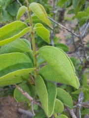 Strychnos cocculoides