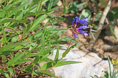 Penstemon watsonii