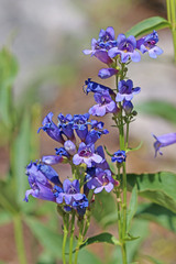 Penstemon watsonii