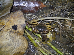 Cryptopotamon anacoluthon