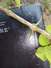 Strychnos cocculoides