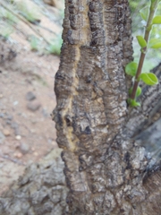 Strychnos cocculoides