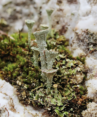 Cladonia diversa
