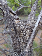 Strychnos cocculoides