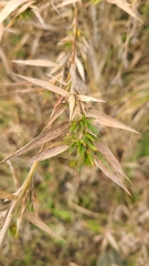 Dichanthelium scabriusculum