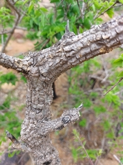 Strychnos cocculoides