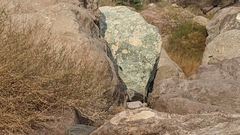 Salpinctes obsoletus