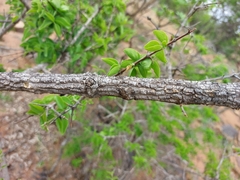 Strychnos cocculoides