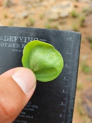 Strychnos cocculoides