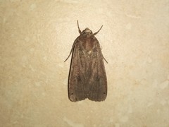 Noctua pronuba