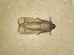 Noctua pronuba