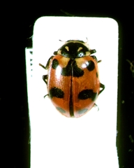 Hippodamia caseyi