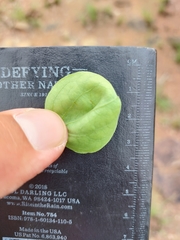 Strychnos cocculoides