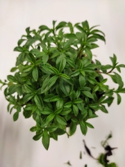 Satureja hortensis
