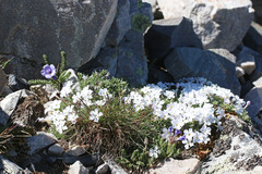 Phlox pulvinata