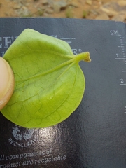 Strychnos cocculoides