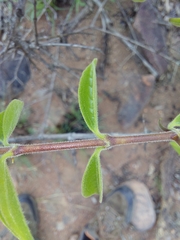 Strychnos cocculoides