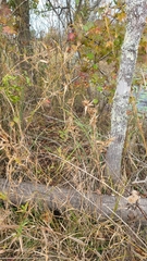 Dichanthelium scabriusculum