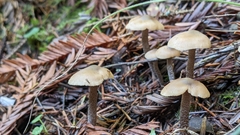 Myochromella boudieri