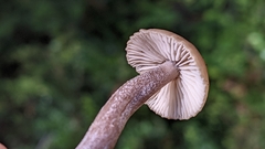 Myochromella boudieri