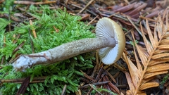 Myochromella boudieri