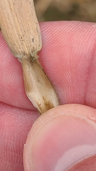 Dichanthelium scabriusculum