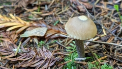 Myochromella boudieri