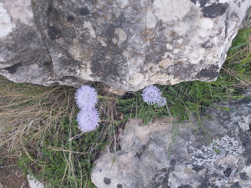 Globularia linifolia