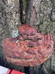 Ganoderma sessile