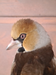 Coccothraustes coccothraustes
