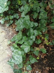 Hedera helix