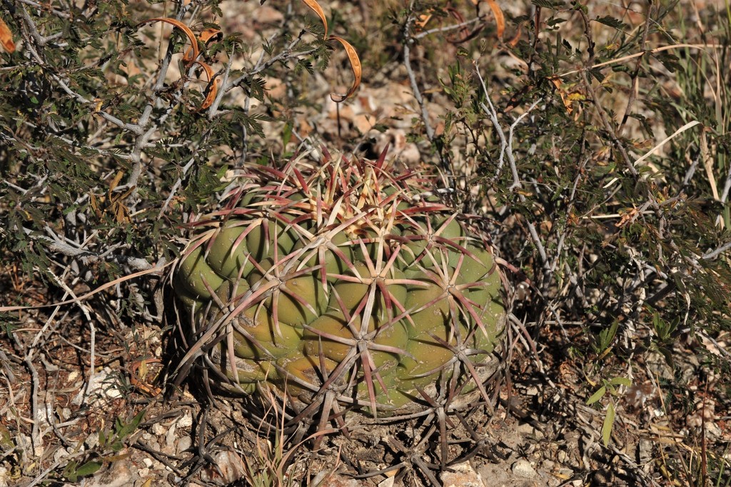 Thelocactus heterochromus in November 2017 by karel · iNaturalist