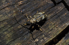 Cerambycidae