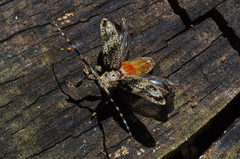 Cerambycidae