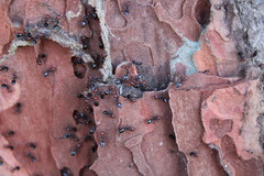 Crematogaster scutellaris