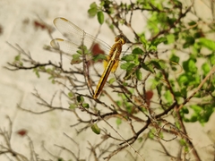 Crocothemis servilia