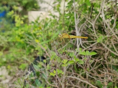 Crocothemis servilia