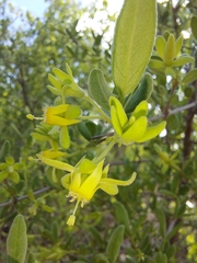 Vangueria triflora