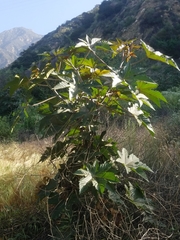 Ricinus
