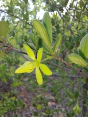 Vangueria triflora
